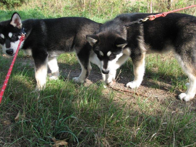 W-Wurf Witu und Whakan 033